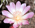 Bitterroot Flower